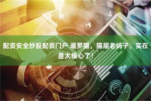 配资安全炒股配资门户 暹罗猫，猫届老妈子，实在是太操心了！